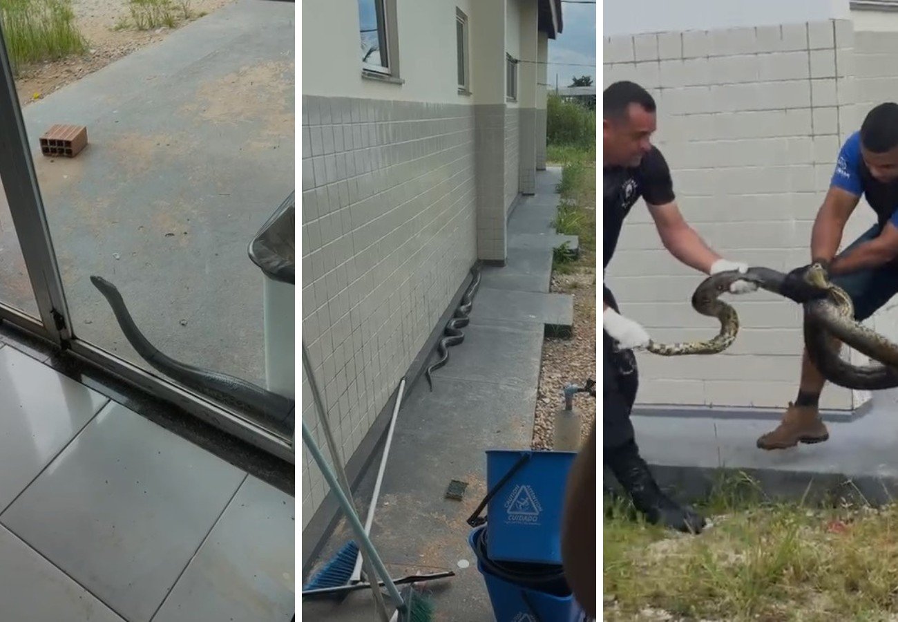 Sucuri é Resgatada em UPA de Augustinópolis, Tocantins