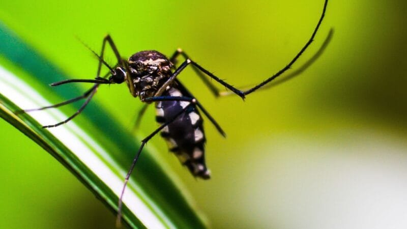 Queda de Casos de Dengue no Brasil em 2026: Uma Análise dos Dados do Ministério da Saúde