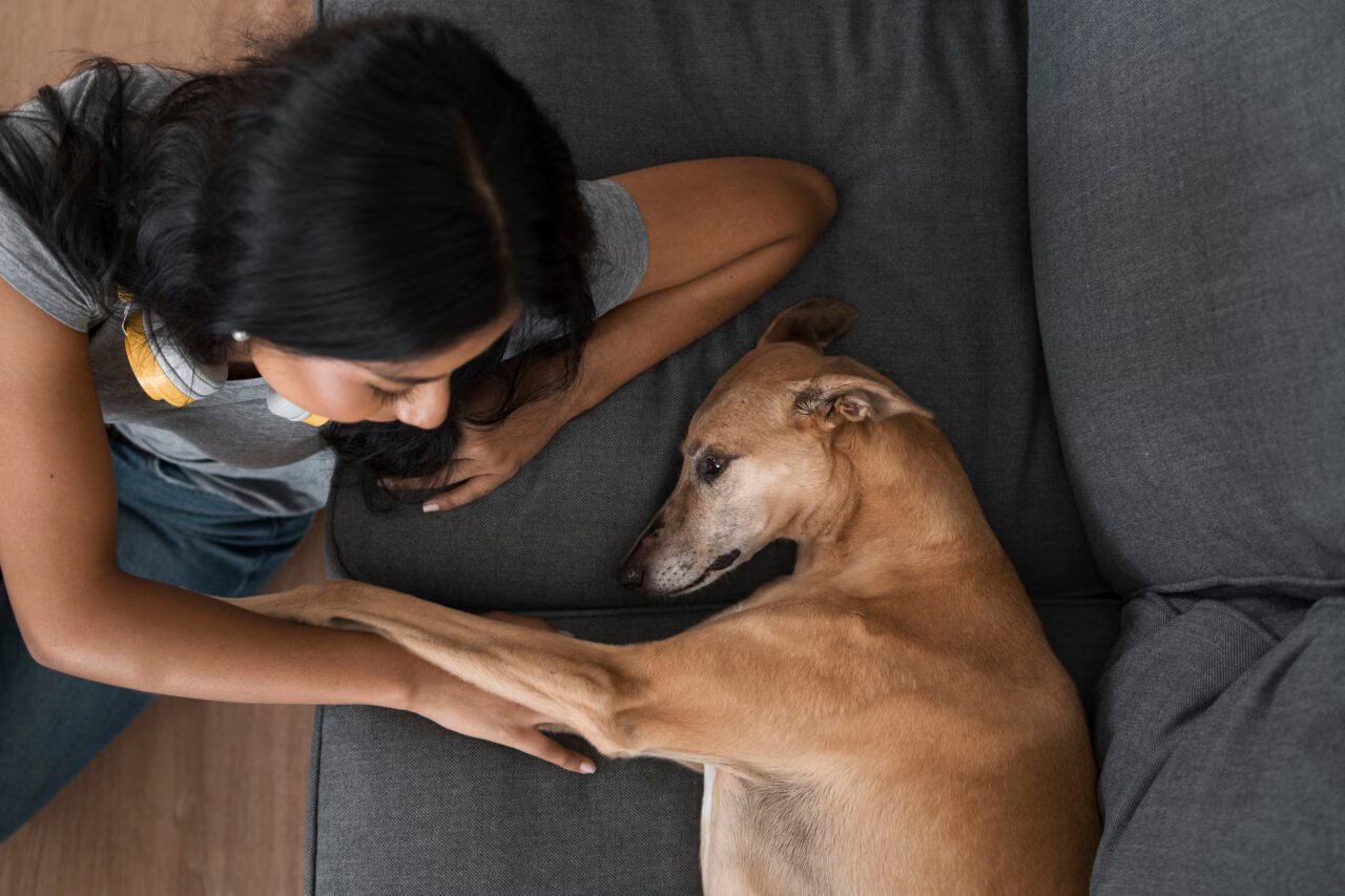 Nova Lei Regula Compartilhamento de Animais de Estimação em Casos de Separação