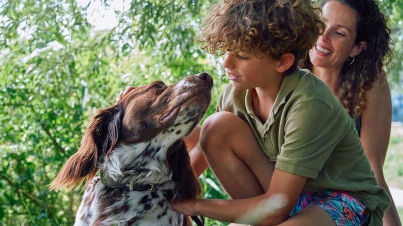 Boehringer Ingelheim: Dicas Essenciais para a Adoção de Pets
