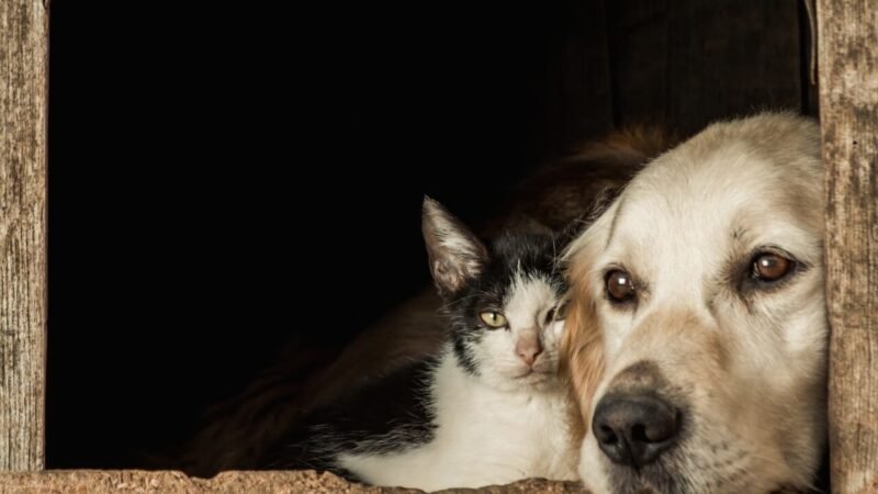 Dia Nacional da Adoção: Uma Reflexão Sobre a Superlotação em Abrigos de Animais