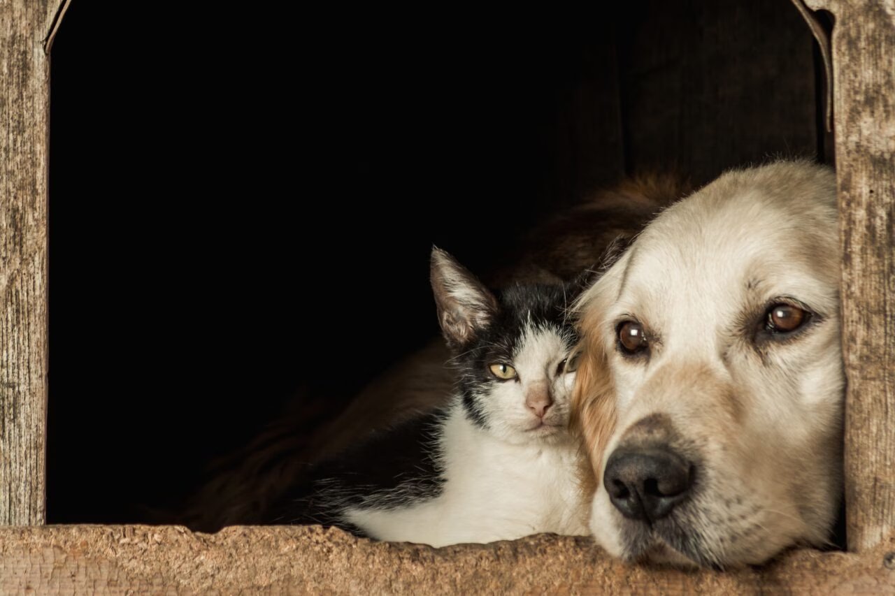 Dia Nacional da Adoção: Uma Reflexão Sobre a Superlotação em Abrigos de Animais