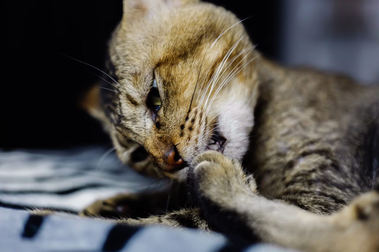 Avanços na Analgesia Multimodal: Protegendo a Saúde dos Felinos