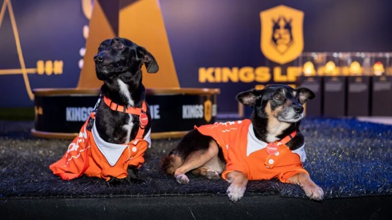 GoldeN Promove Adoção de Animais na Final da Kings League Brasil e Realiza Doação de Alimentos