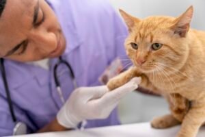 Novas Diretrizes da AAHA Transformam o Tratamento de Diabetes em Gatos