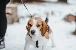 Polônia Inova com Drones Térmicos no Resgate de Animais em Situação de Risco