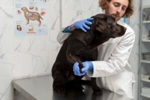 Avanço de Projeto que Permite Porte de Arma para Veterinários na Câmara dos Deputados
