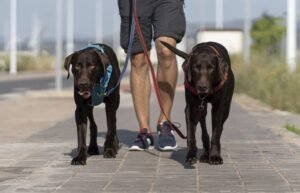 Como Estabelecer uma Rotina Saudável para seu Cão ou Gato