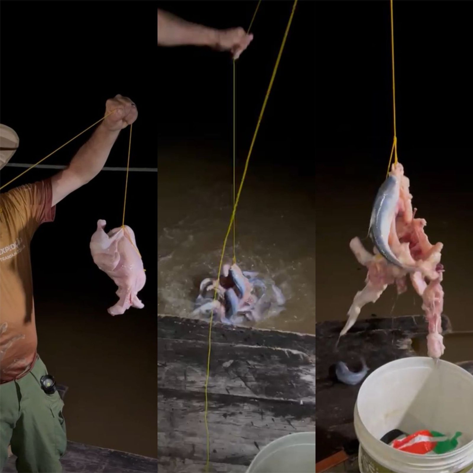 Candiru-açu: O Temido Peixe Carnívoro da Amazônia que Surpreende em Vídeo