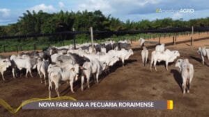 Roraima Estabelece Nova Era na Pecuária com Estação de Pré-Embarque para Gado Vivo