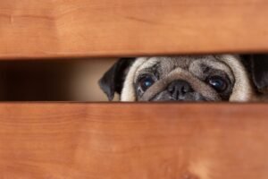 Aumento de Maus-Tratos a Animais por Jovens: Um Alerta Necessário