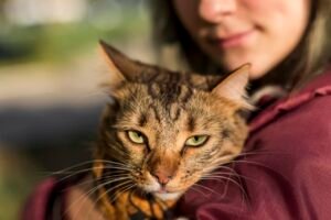 A Influência das Marcas nas Decisões de Compra de Proprietários de Gatos nos EUA
