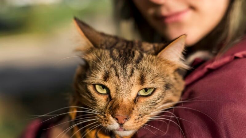 A Influência das Marcas nas Decisões de Compra de Proprietários de Gatos nos EUA