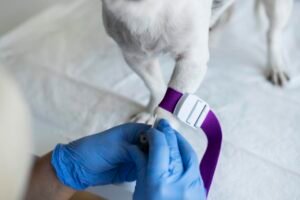 Banco de Microbioma para Pets: Avanços na Pesquisa em Oncologia Veterinária