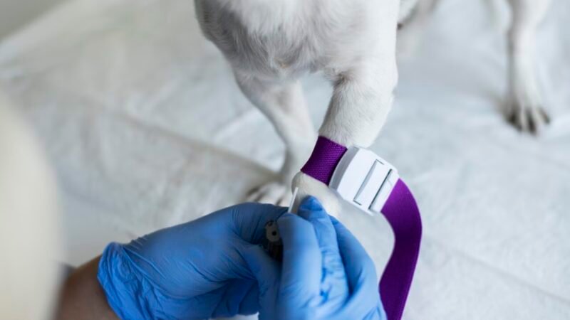 Banco de Microbioma para Pets: Avanços na Pesquisa em Oncologia Veterinária