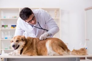 Votação do Piso Salarial dos Médicos-Veterinários é Adiada na Câmara dos Deputados