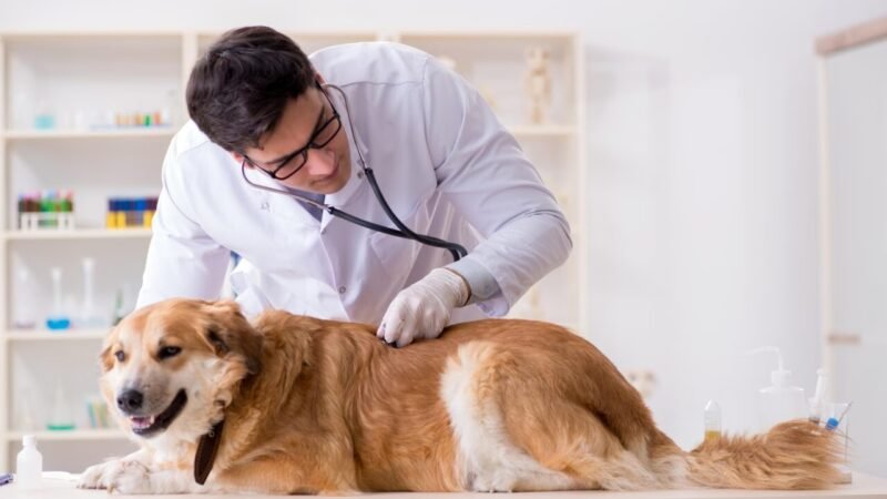 Votação do Piso Salarial dos Médicos-Veterinários é Adiada na Câmara dos Deputados