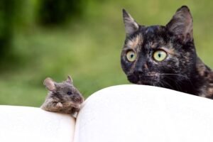 Hantavírus: Riscos e Transmissão para Animais de Estimação