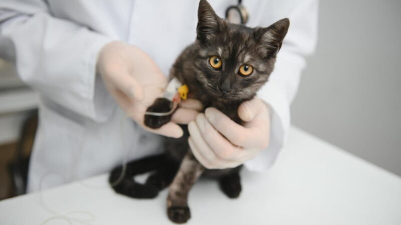 Aumento dos Casos de Esporotricose em Gatos em Salvador