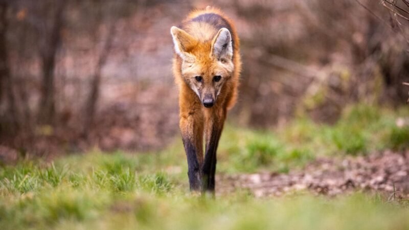 Plano Nacional de Proteção à Fauna nas Estradas e o Crescente Número de Atropelamentos no Brasil