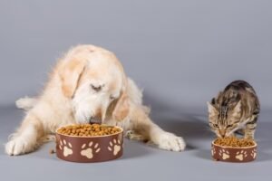 Crescimento do Mercado Pet no Brasil Atrai Investimentos Globais