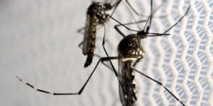 São Paulo Registra Novas Mortes por Febre Amarela e Intensifica Campanha de Vacinação