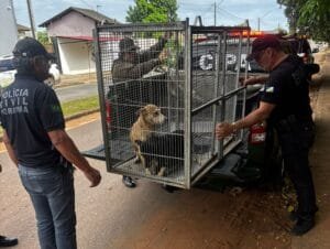 Investigação sobre maus-tratos a cadela avança com novas evidências