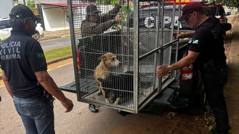 Investigação sobre maus-tratos a cadela avança com novas evidências