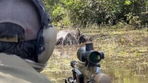 Abate de Búfalos Invasores em Rondônia: Uma Medida de Conservação Ambiental