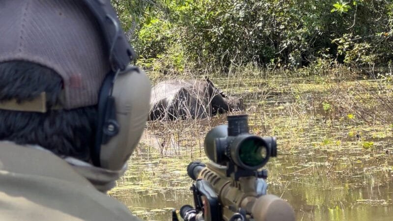 Abate de Búfalos Invasores em Rondônia: Uma Medida de Conservação Ambiental
