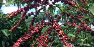 Desafios para Pequenos Cafeicultores Brasileiros com Regulamentação da UE