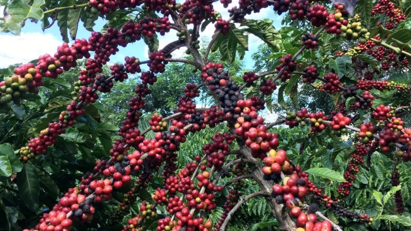 O Impacto do Regulamento da UE sobre o Comércio de Café Brasileiro