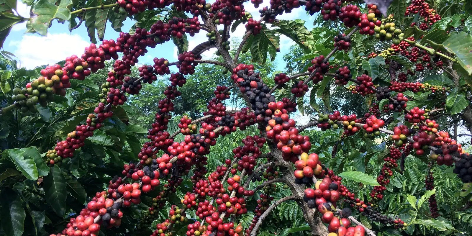 O Impacto do Regulamento da UE sobre o Comércio de Café Brasileiro