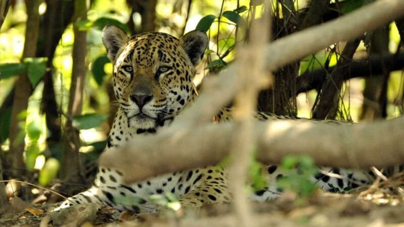 Preocupação com Animais Silvestres: Pesquisa Revela Apoio da População Brasileira