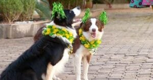 Cães em Adoção se Vestem para a Copa do Mundo e Conquistam a Internet em Santa Catarina