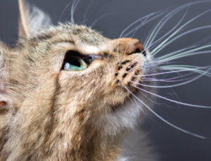 Ciprovet: Colírio Veterinário Inovador para a Saúde Ocular de Cães e Gatos