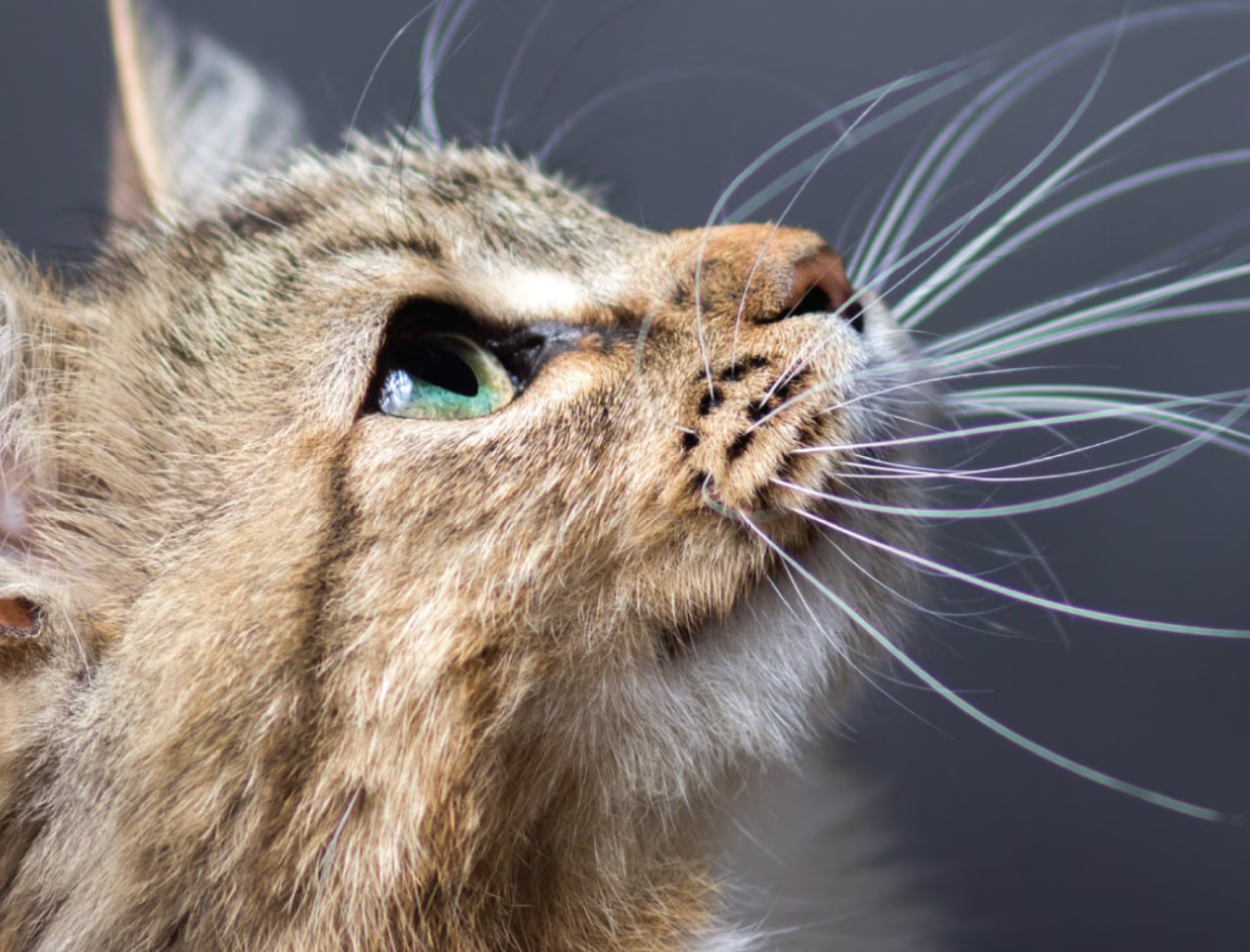 Ciprovet: Colírio Veterinário Inovador para a Saúde Ocular de Cães e Gatos