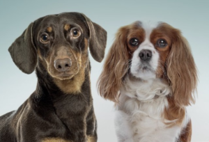 Inovação na Cardiologia Veterinária: Lançamento do Pimocor® para Tratamento de Cães com Insuficiência Cardíaca Congestiva
