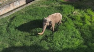 Viagem do Elefante Sandro: Rumo ao Santuário no Mato Grosso
