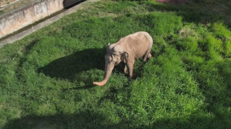 Viagem do Elefante Sandro: Rumo ao Santuário no Mato Grosso