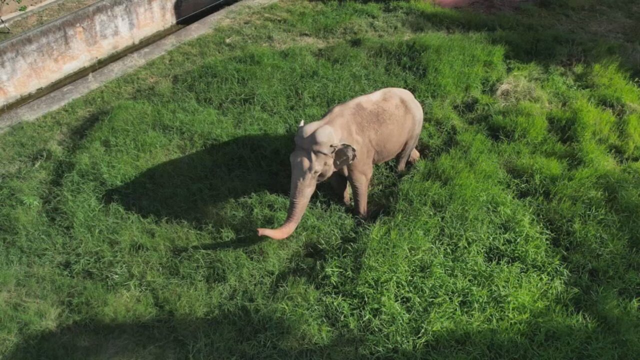 Viagem do Elefante Sandro: Rumo ao Santuário no Mato Grosso
