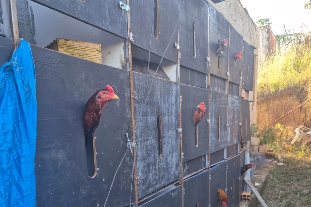 Polícia Desmantela Rinha de Galos e Resgata 80 Aves em Condições Precárias no Distrito Federal