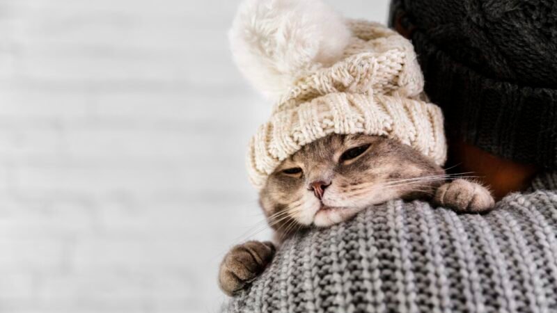 Cuidados Essenciais para Proteger Cães e Gatos das Dores Articulares no Inverno
