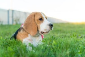 Criadouro de Beagles para Testes Laboratoriais é Fechado nos EUA em Resposta a Pressão Pública