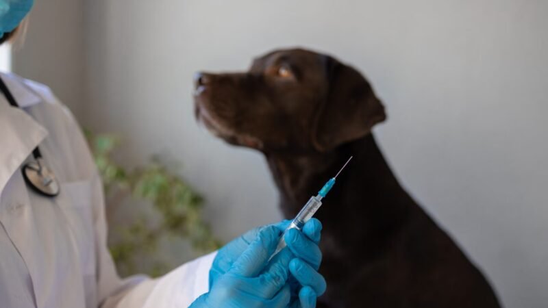 A Importância da Vacinação de Cães e Gatos no Dia Nacional da Imunização