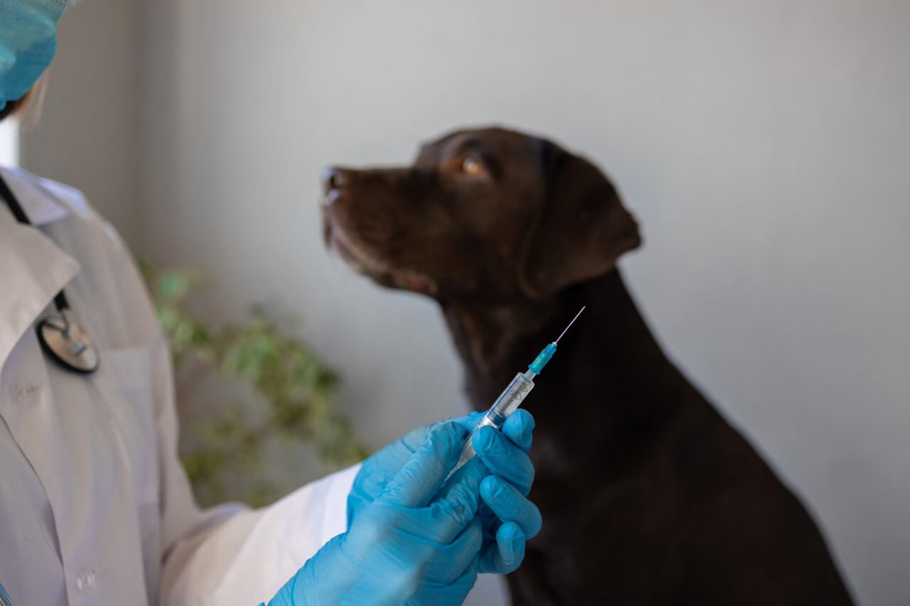 A Importância da Vacinação de Cães e Gatos no Dia Nacional da Imunização