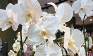 Flores Alternativas para o Dia dos Namorados em Manaus: Tulipas, Lírios e Orquídeas em Alta