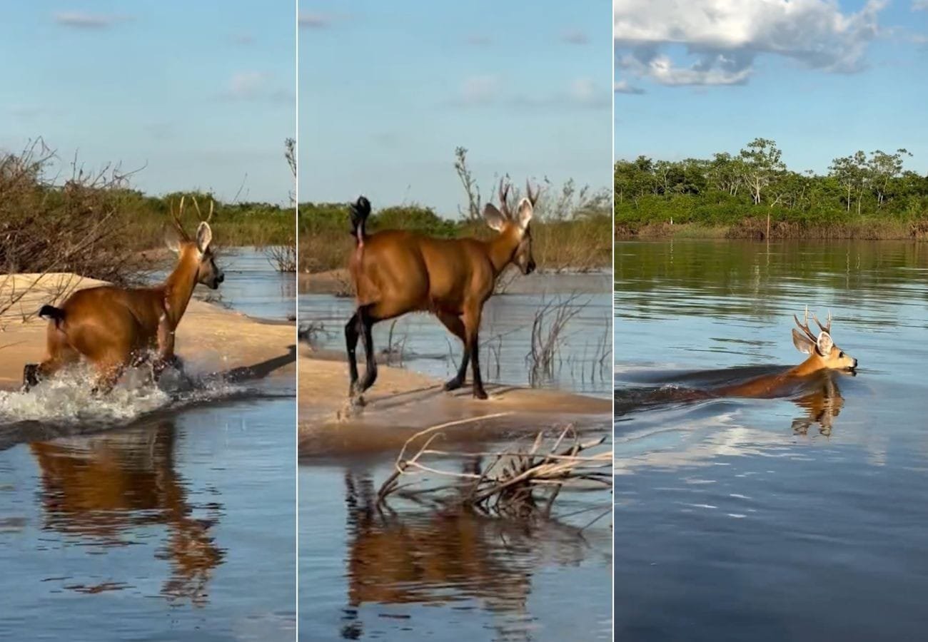 Cervo-do-Pantanal é Flagado Nadando no Rio Araguaia em Tocantins