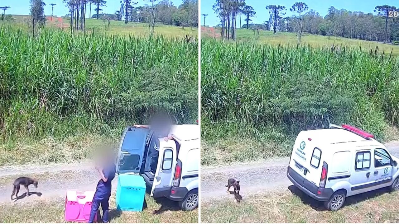 Clínica Veterinária Indiciada no Paraná por Abandono de Animais