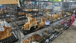 Desmantelamento de Rede de Tráfico de Gatos no Vietnã: Mais de 400 Animais Resgatados